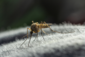 odkomarzanie ogrodu InsektStop