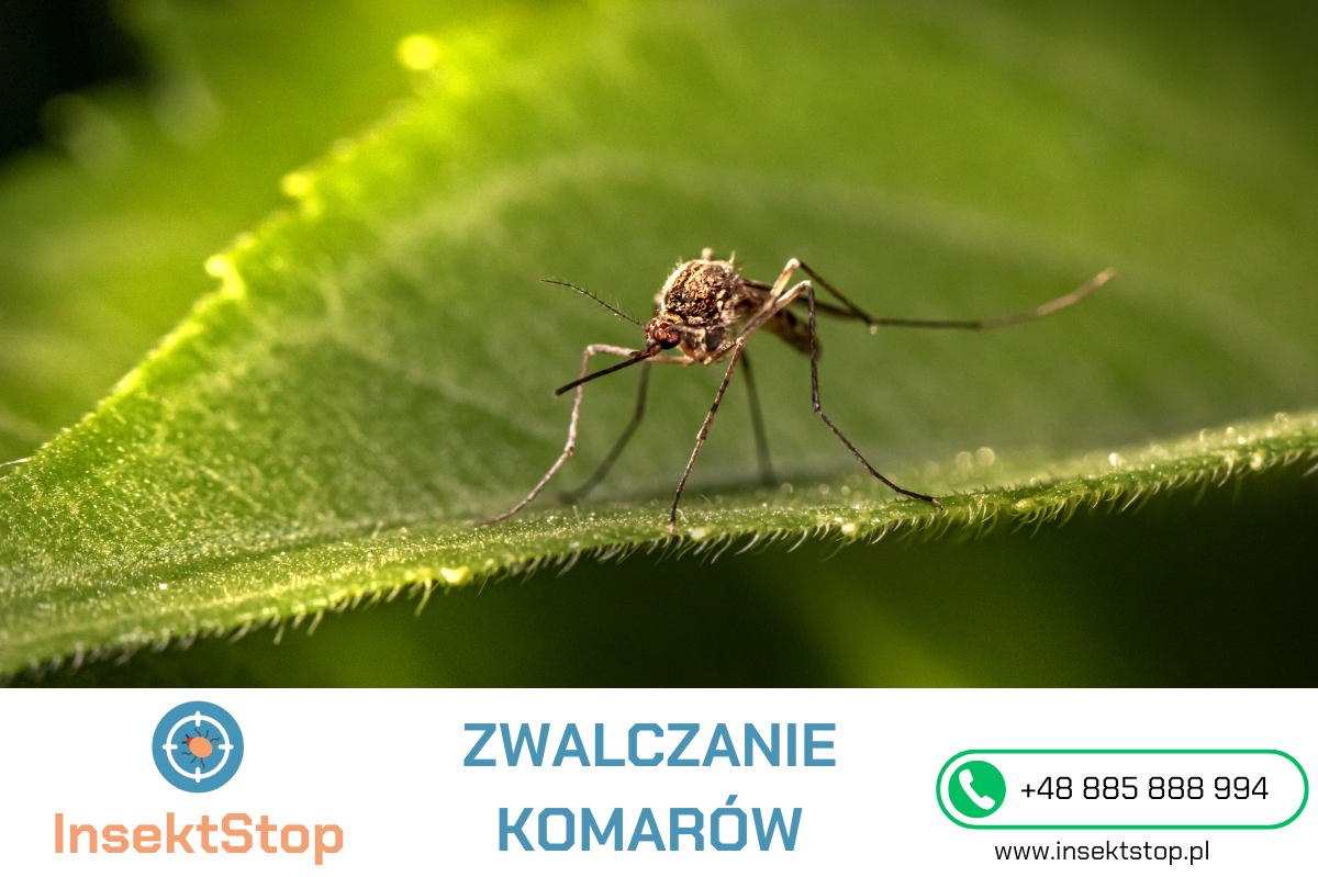 zwalczanie komarów InsektStop